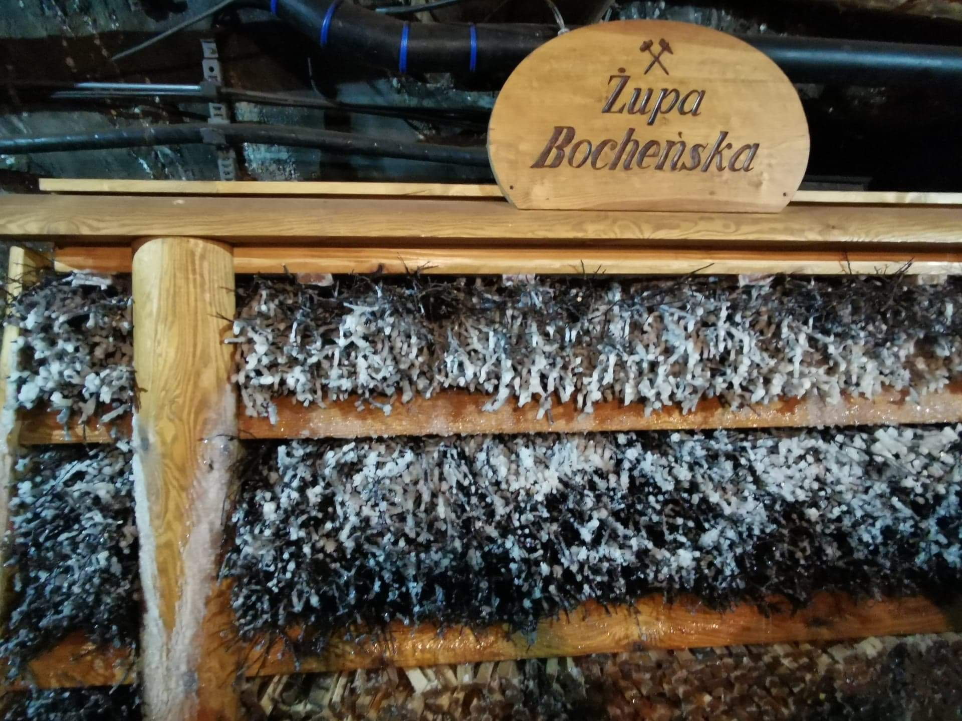 Bocxhnia 8